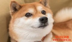 还在考虑投资狗狗币，这项风险必须要了解！