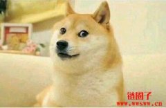 <b>【狗狗币入门指南】狗狗币是什么？为什么能涨那么多？</b>