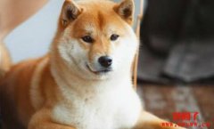 进入全球市值20大！柴犬币SHIB未来前景分析？