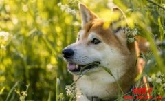 柴犬币是否值得购买，这里有三个理由