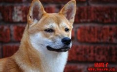 如果2020年你花100美元买了柴犬币，现在会值多少钱？