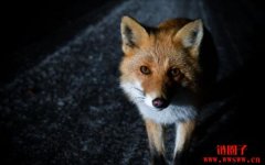 以太坊钱包MetaMask谈发币：不可能把治理权交给空投党