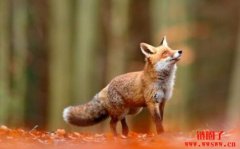 MetaMask预计推出DAO并发行代币；开发商ConsenSys获4.5亿美