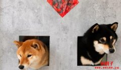 Dogecoin 和 Shiba Inu 仍然是美国最受欢迎的加密货币