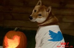 推特可能采用狗狗币(DOGE)吗？了解推