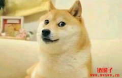 狗狗币多少钱：一种梗币的传奇故事
