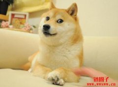 才刚过完17岁生日！「DOGE」本尊柴柴