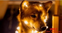 DOGE是什么币种?DOGE币的详细介绍和投