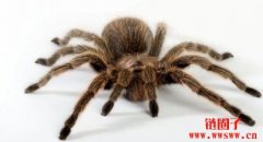 解决扩容性难题，蜘蛛链（Spiderchai