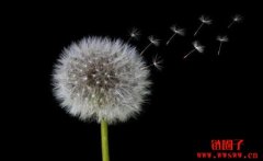 种子轮融资是什么意思？种子轮融资的基本知识