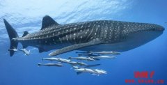 币圈常说的WhaleShark是谁？NFT收藏中有
