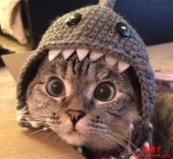 飙涨225%的鲨鱼猫SC币，背后真有其猫